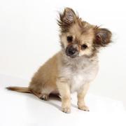 honden foto van Cassan