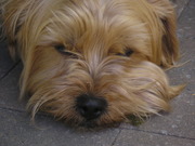 honden foto van Renate