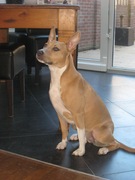 honden foto honden foto van jul