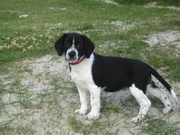 honden foto honden foto van Marian & Lucky