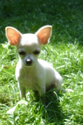 honden foto van Mariah
