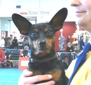 honden foto van Bianca Smits