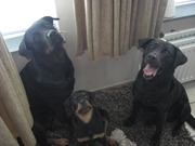 honden foto van Mark