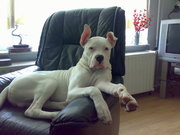 honden foto van dennis zavviero