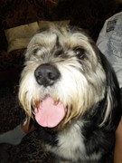 honden foto van Lien_love_ toyko_xxx