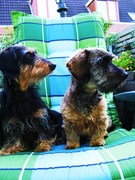 honden foto van mari