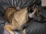 honden foto van sofie