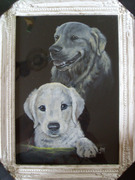 honden foto honden foto van margreet