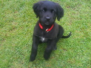 honden foto van stanley