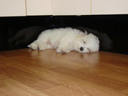 honden foto van Miekee