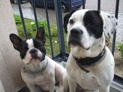 honden foto honden foto van Pebbles & Noa