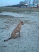 honden foto van Rachida