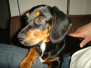 honden foto van Linda