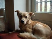 honden foto van Amina