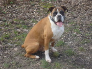 honden foto van softijs