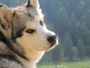 honden foto van Tina