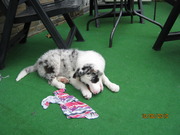 honden foto van Cora 