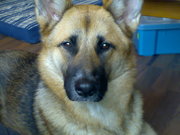 honden foto van fam dooge
