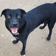 honden foto van Alexandra