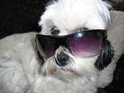 honden foto van Mormel,s baasjes Claire & Jasper