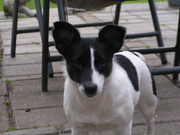 honden foto van Yvonne