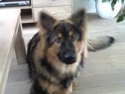 honden foto van Tanja1984