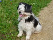 honden foto van Melissa