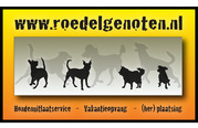 honden foto honden foto van jeroentjeoppad