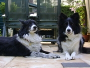 honden foto van Marjan