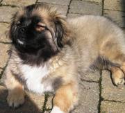 honden foto van Mariëtte ~ Bumo