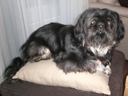 honden foto van Brenda