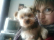 honden foto van valerie