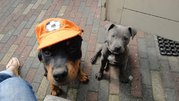 honden foto van Geja