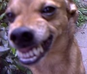 honden foto van chico