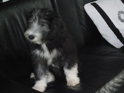 honden foto honden foto van roos