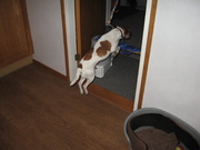 honden foto van Herlinde