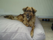 honden foto van Belia 