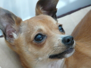 honden foto van lies