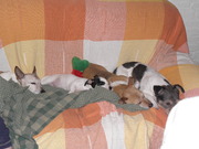 honden foto honden foto van petra