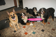 honden foto honden foto van Marjo