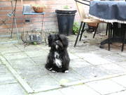 honden foto van maria