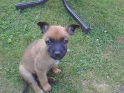 honden foto honden foto van Tom De Boes