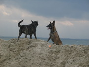 honden foto van Olivia