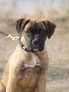 honden foto van Onze pup Diva