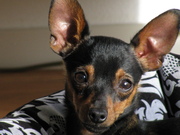 honden foto van marjanne
