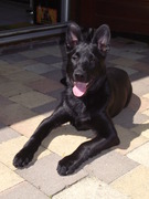 honden foto van Mark en Linda