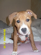 honden foto van staffie