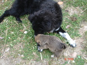 honden foto honden foto van Chanel