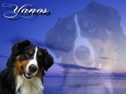 honden foto van monique