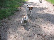 honden foto van Ellis